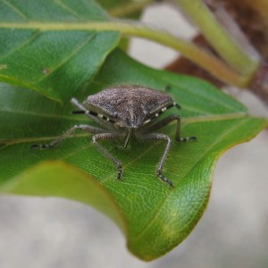 img_6740-dr10-trb1sh70-trvierk