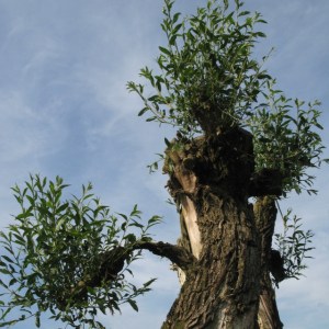 img_9732-c10b2-ret-tr2