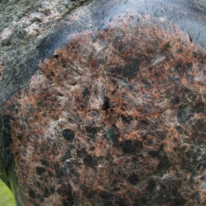 p8104406-brn-trr-1c2b2sh80