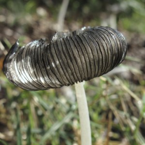 pad476_7563-trr-2b2sh85-ret